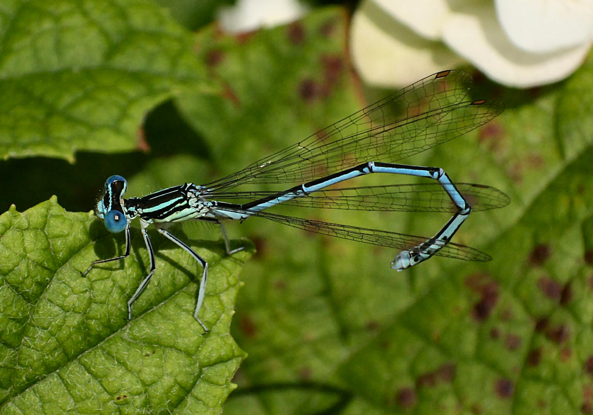 libellulina da identificare: Platycnemis pennipes